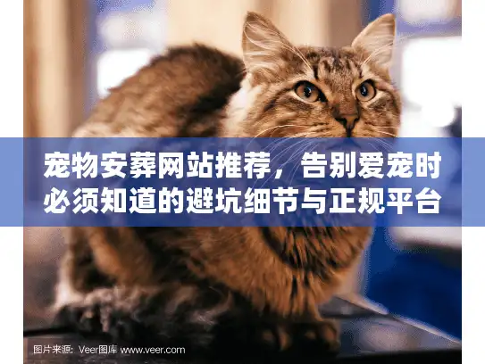 宠物安葬网站推荐，告别爱宠时必须知道的避坑细节与正规平台