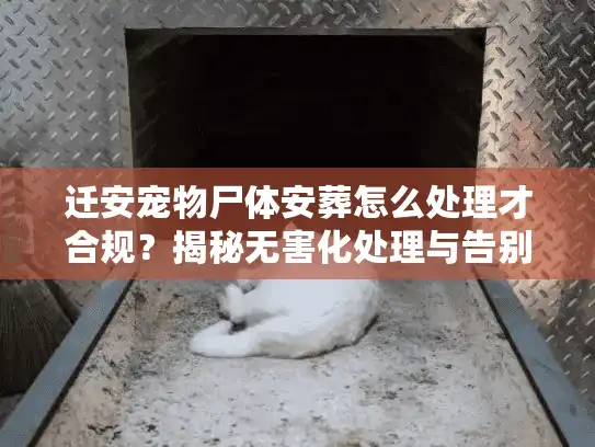 迁安宠物尸体安葬怎么处理才合规？揭秘无害化处理与告别仪式