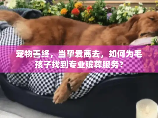 宠物善终，当挚爱离去，如何为毛孩子找到专业殡葬服务？