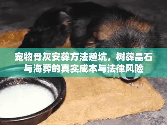 宠物骨灰安葬方法避坑，树葬晶石与海葬的真实成本与法律风险