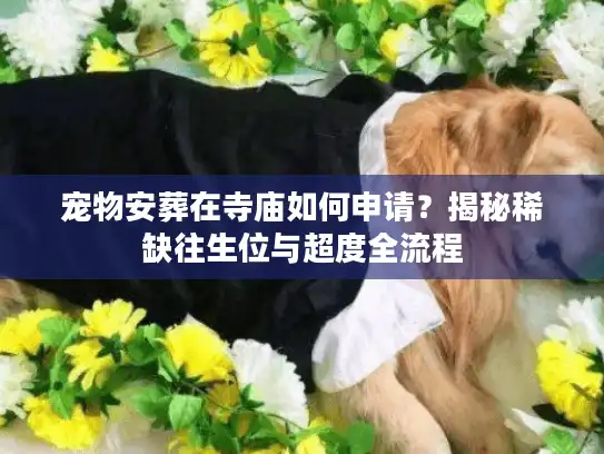 宠物安葬在寺庙如何申请？揭秘稀缺往生位与超度全流程