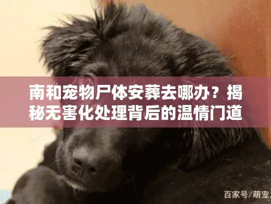 南和宠物尸体安葬去哪办？揭秘无害化处理背后的温情门道