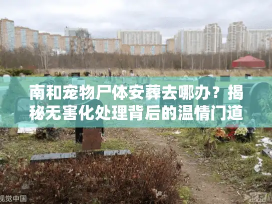 南和宠物尸体安葬去哪办？揭秘无害化处理背后的温情门道