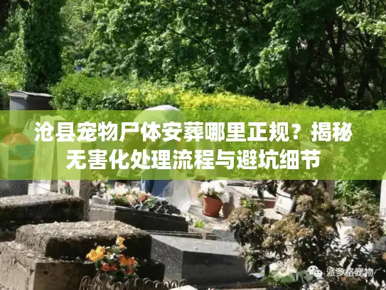 沧县宠物尸体安葬哪里正规？揭秘无害化处理流程与避坑细节