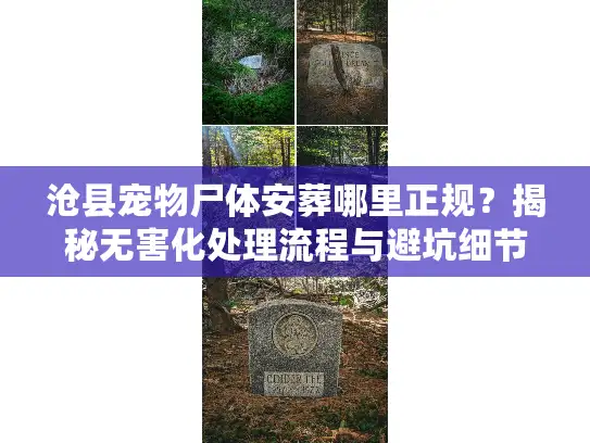 沧县宠物尸体安葬哪里正规？揭秘无害化处理流程与避坑细节
