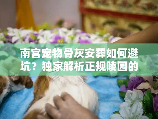 南宫宠物骨灰安葬如何避坑？独家解析正规陵园的隐形服务