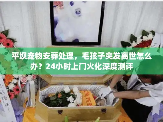 平坝宠物安葬处理，毛孩子突发离世怎么办？24小时上门火化深度测评