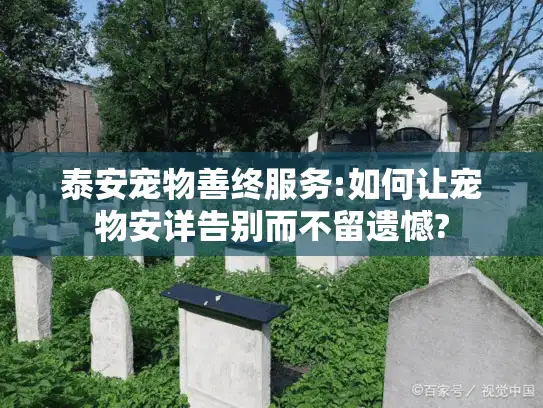 泰安宠物善终服务:如何让宠物安详告别而不留遗憾?
