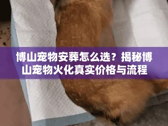 博山宠物安葬怎么选？揭秘博山宠物火化真实价格与流程