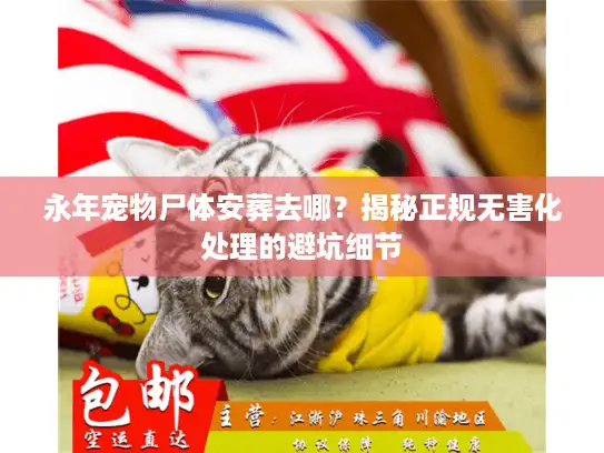 永年宠物尸体安葬去哪？揭秘正规无害化处理的避坑细节