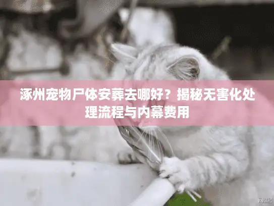 涿州宠物尸体安葬去哪好？揭秘无害化处理流程与内幕费用
