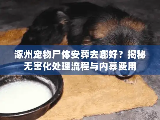 涿州宠物尸体安葬去哪好？揭秘无害化处理流程与内幕费用