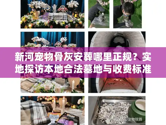 新河宠物骨灰安葬哪里正规？实地探访本地合法墓地与收费标准