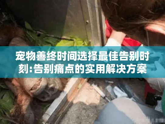 宠物善终时间选择最佳告别时刻:告别痛点的实用解决方案
