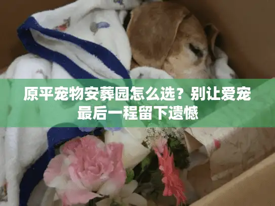 原平宠物安葬园怎么选？别让爱宠最后一程留下遗憾