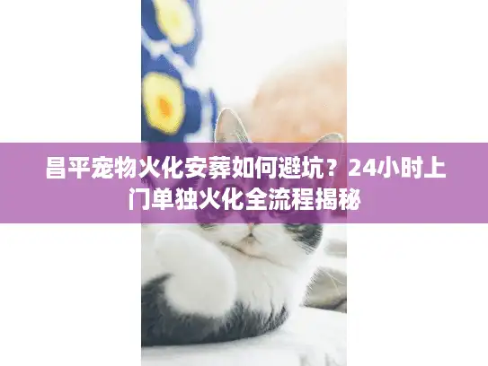 昌平宠物火化安葬如何避坑？24小时上门单独火化全流程揭秘