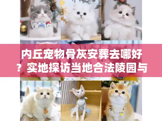 内丘宠物骨灰安葬去哪好？实地探访当地合法陵园与流程