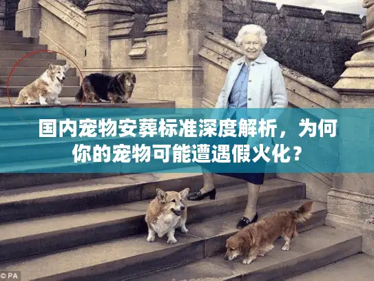 国内宠物安葬标准深度解析，为何你的宠物可能遭遇假火化？
