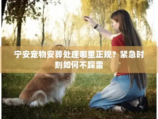 宁安宠物安葬处理哪里正规？紧急时刻如何不踩雷