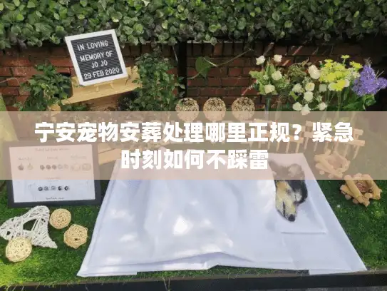 宁安宠物安葬处理哪里正规？紧急时刻如何不踩雷