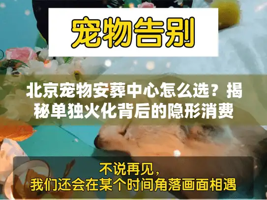 北京宠物安葬中心怎么选？揭秘单独火化背后的隐形消费