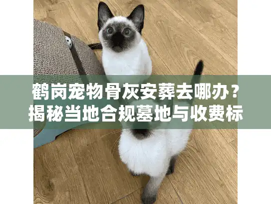 鹤岗宠物骨灰安葬去哪办？揭秘当地合规墓地与收费标准