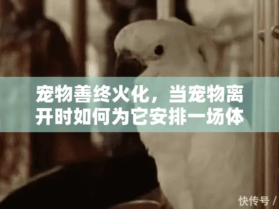 宠物善终火化，当宠物离开时如何为它安排一场体面的告别？