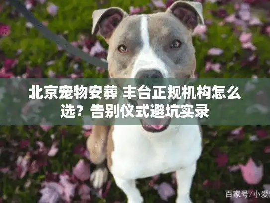 北京宠物安葬 丰台正规机构怎么选？告别仪式避坑实录
