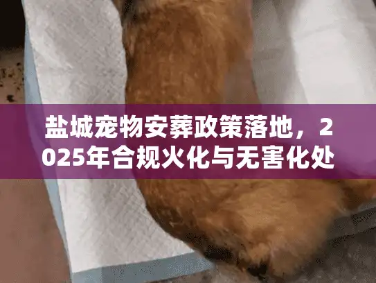 盐城宠物安葬政策落地，2025年合规火化与无害化处理实操