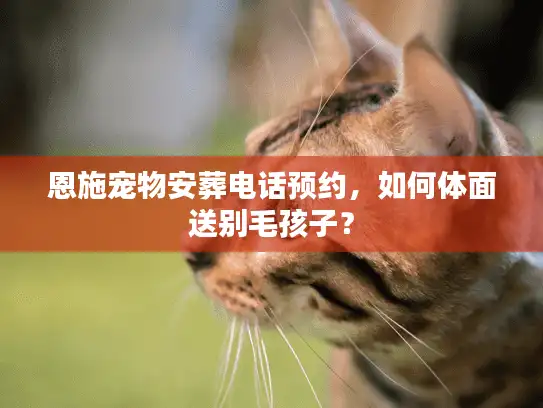 恩施宠物安葬电话预约，如何体面送别毛孩子？