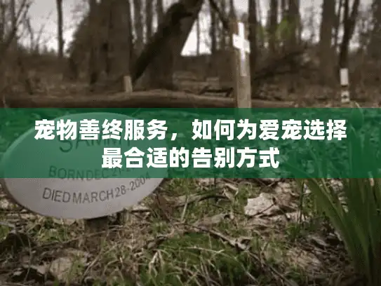 宠物善终服务，如何为爱宠选择最合适的告别方式