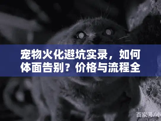 宠物火化避坑实录，如何体面告别？价格与流程全解