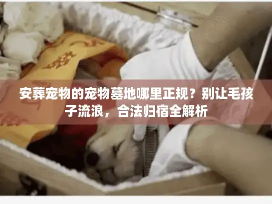 安葬宠物的宠物墓地哪里正规？别让毛孩子流浪，合法归宿全解析