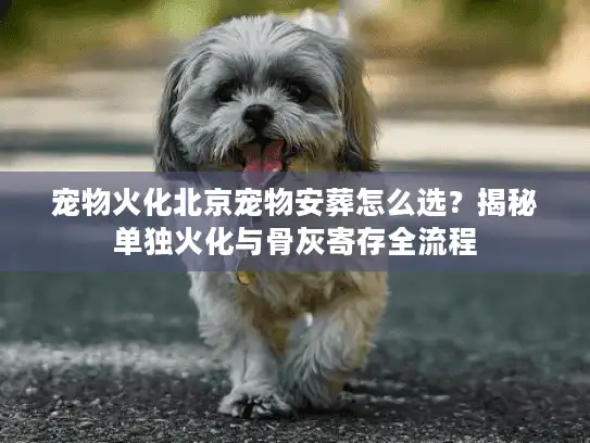 宠物火化北京宠物安葬怎么选？揭秘单独火化与骨灰寄存全流程