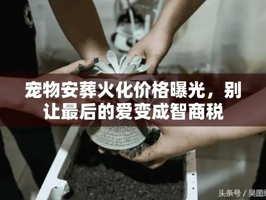 宠物安葬火化价格曝光，别让最后的爱变成智商税