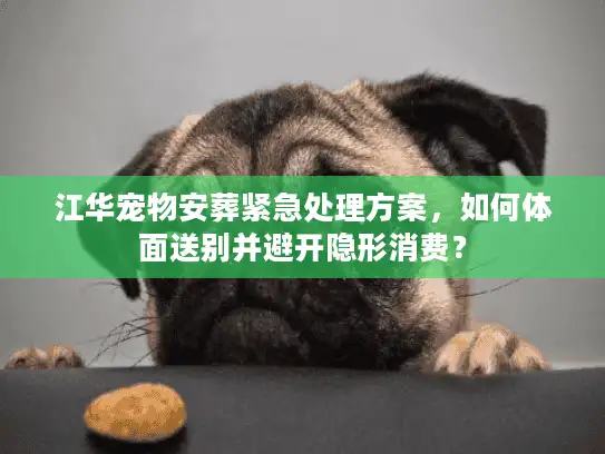 江华宠物安葬紧急处理方案，如何体面送别并避开隐形消费？