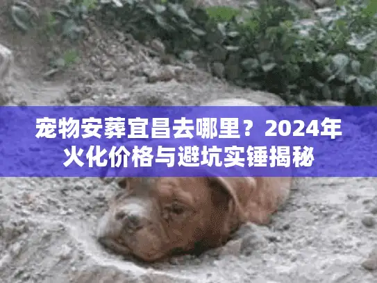 宠物安葬宜昌去哪里？2024年火化价格与避坑实锤揭秘