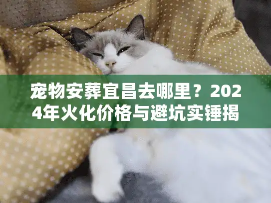 宠物安葬宜昌去哪里？2024年火化价格与避坑实锤揭秘