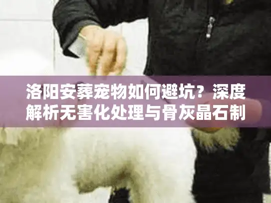 洛阳安葬宠物如何避坑？深度解析无害化处理与骨灰晶石制作