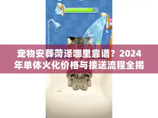 宠物安葬菏泽哪里靠谱？2024年单体火化价格与接送流程全揭秘