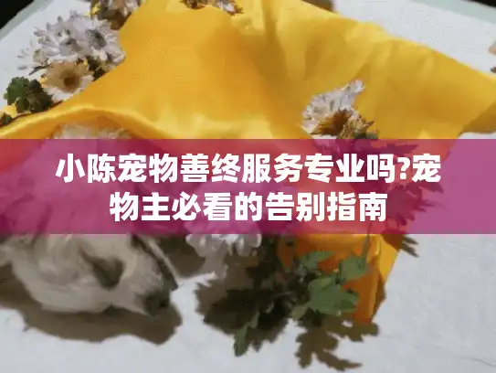 小陈宠物善终服务专业吗?宠物主必看的告别指南