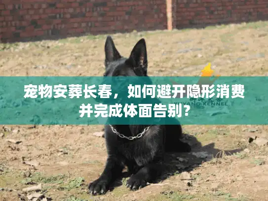 宠物安葬长春，如何避开隐形消费并完成体面告别？