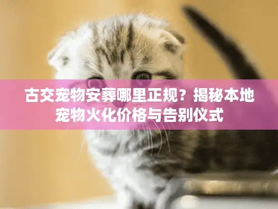 古交宠物安葬哪里正规？揭秘本地宠物火化价格与告别仪式