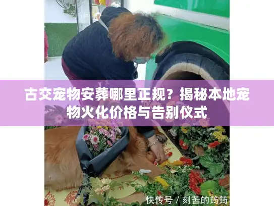 古交宠物安葬哪里正规？揭秘本地宠物火化价格与告别仪式