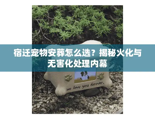 宿迁宠物安葬怎么选？揭秘火化与无害化处理内幕