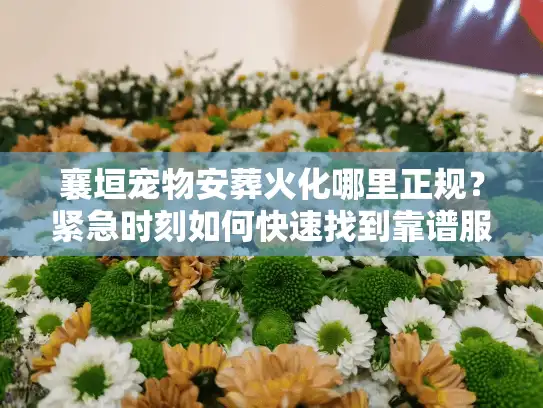 襄垣宠物安葬火化哪里正规？紧急时刻如何快速找到靠谱服务