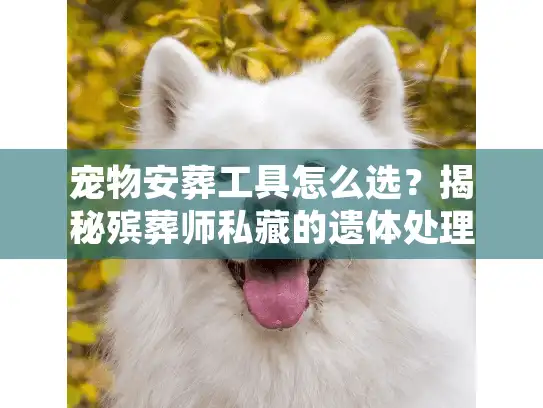 宠物安葬工具怎么选？揭秘殡葬师私藏的遗体处理神器