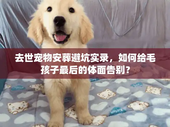 去世宠物安葬避坑实录，如何给毛孩子最后的体面告别？