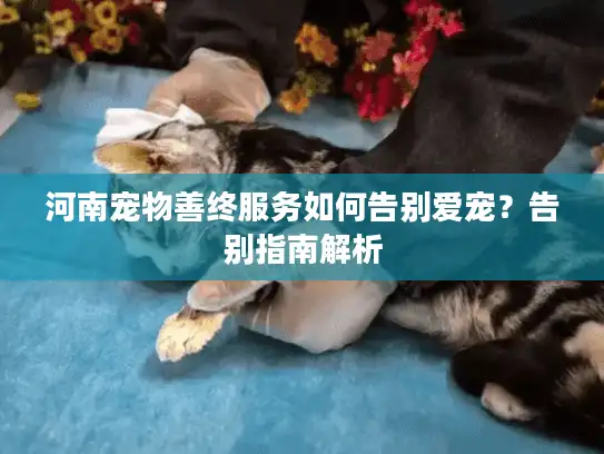 河南宠物善终服务如何告别爱宠？告别指南解析