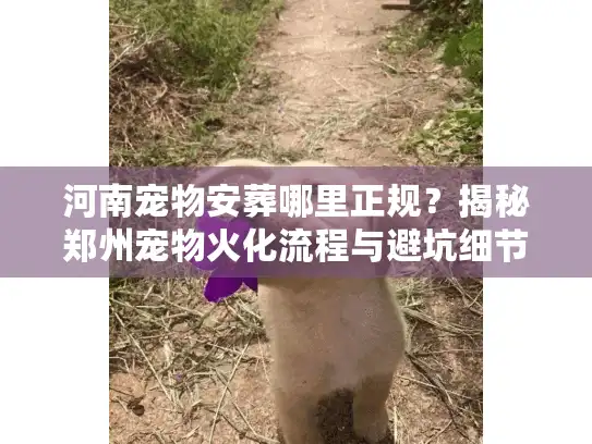河南宠物安葬哪里正规？揭秘郑州宠物火化流程与避坑细节